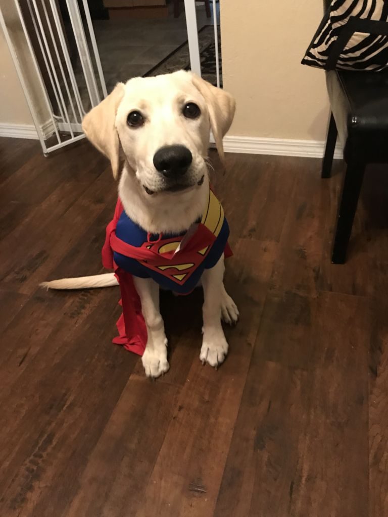 Halloween costume ideas for dogs