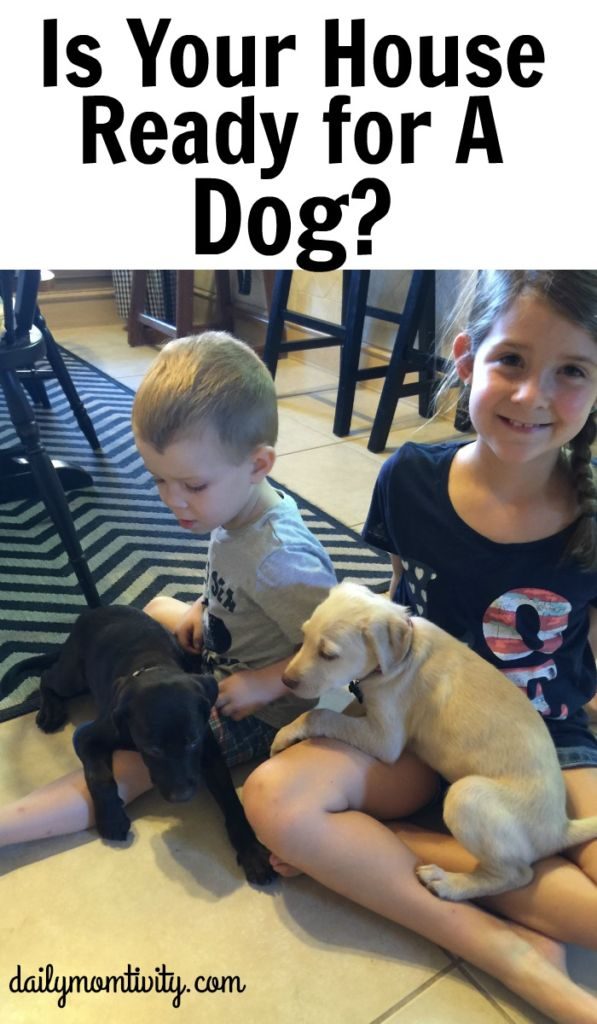 Kids wanting a dog? Make sure you are fully ready for a all the responsibility of a dog. 