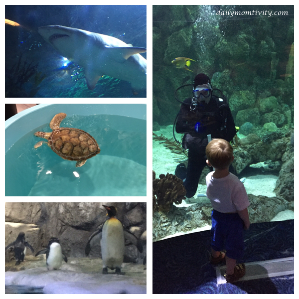 Aquarium at Moody Gardens, Galveston