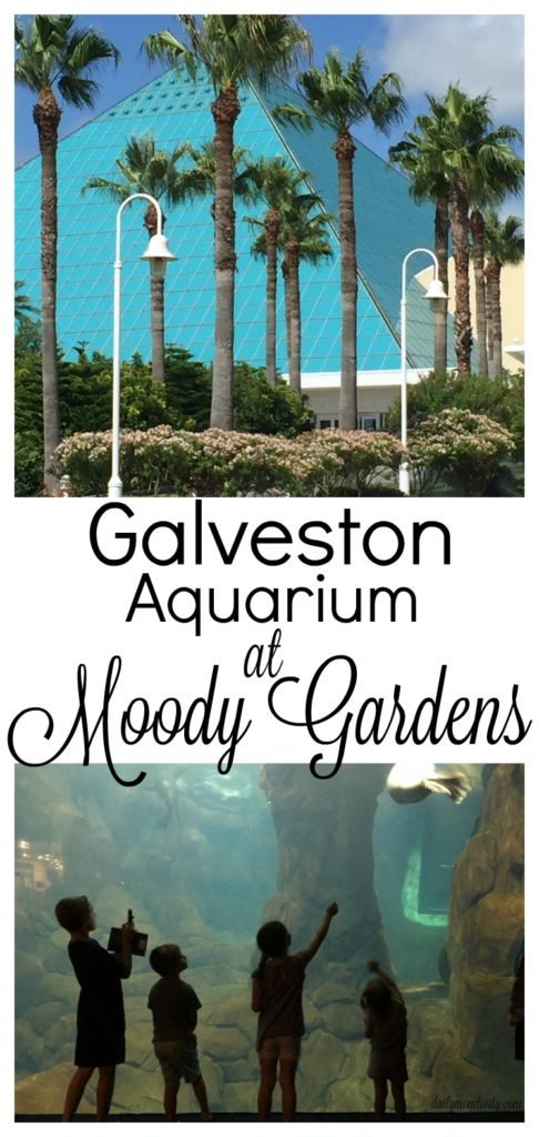 The best place to take your kids when in Galveston is to Moody Gardens. The aquarium there is so much fun!
