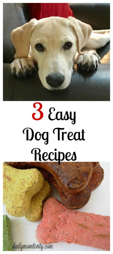 Check out these 3 easy recipes for DIY dog treats for your puppy! 