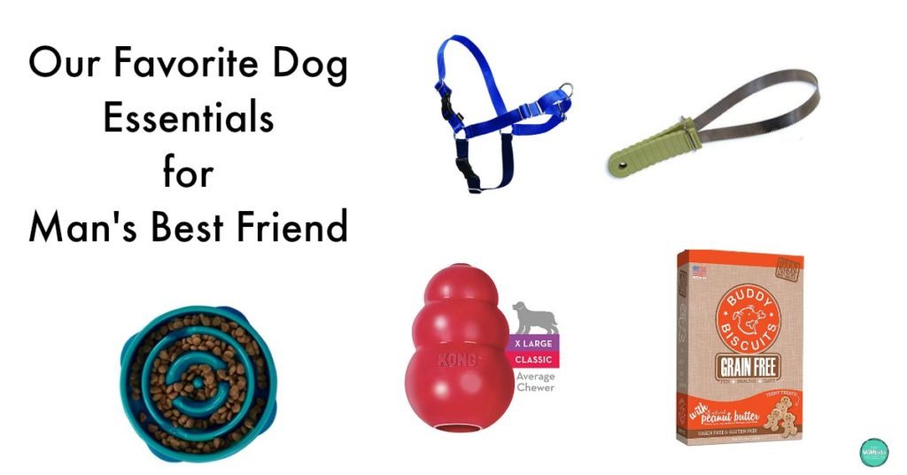 favorite dog essentials for man's best friend 